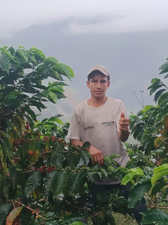 Mundo Novo - Ecuador Finca Eucaliptos