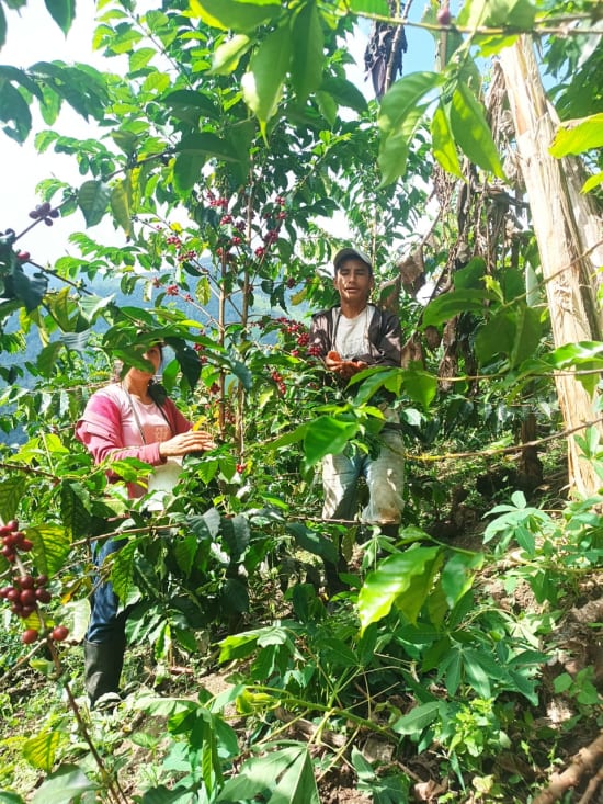 Mundo Novo - Ecuador Finca Eucaliptos