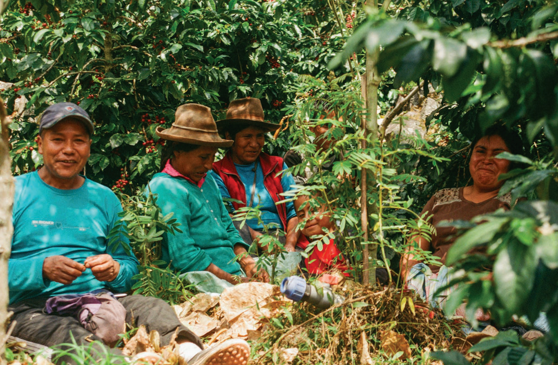 Parcelas de café en agroforestería andina a 2.300 metros, Cusco, Perú