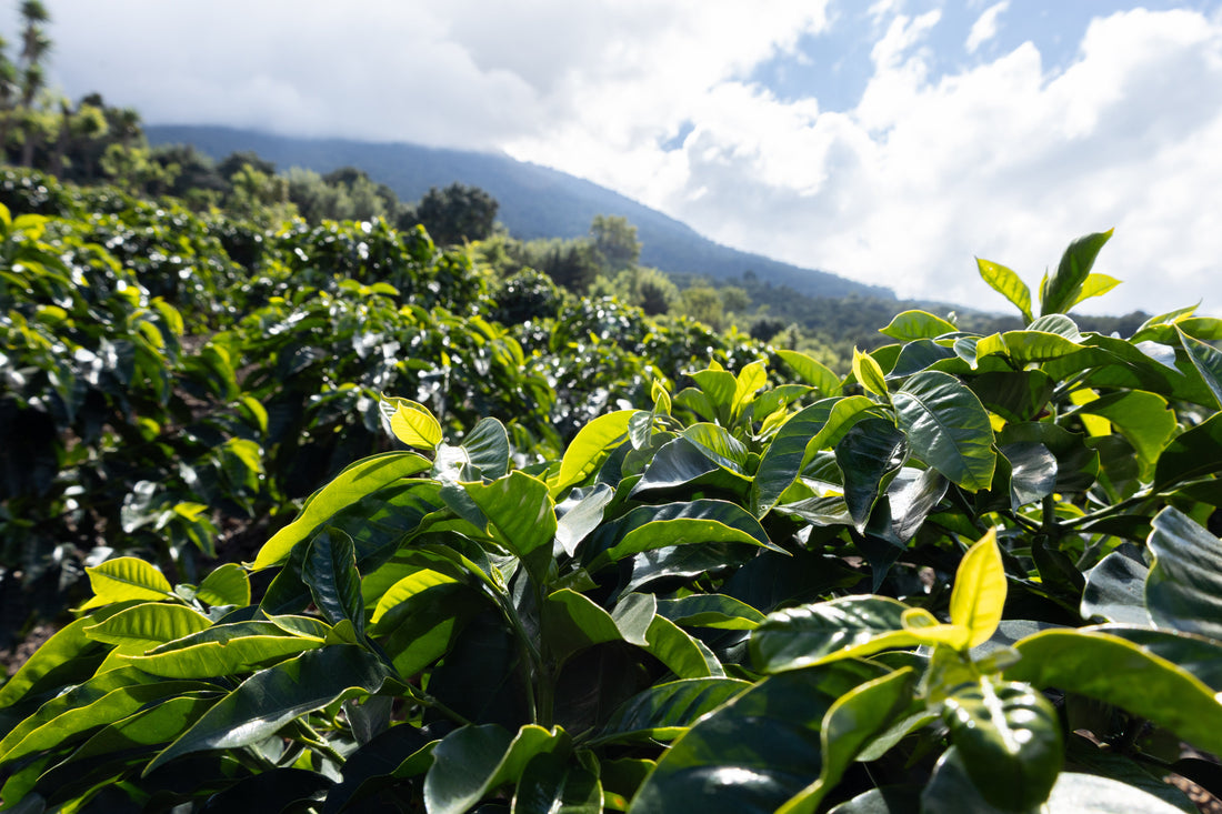 Cafetales de Finca Relámpago en las laderas del Volcán de Agua, Antigua Guatemala