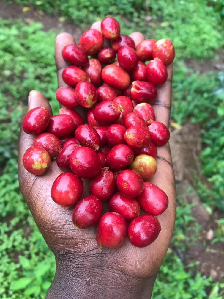 Mundo Novo - Ruanda Ruronzi Farm