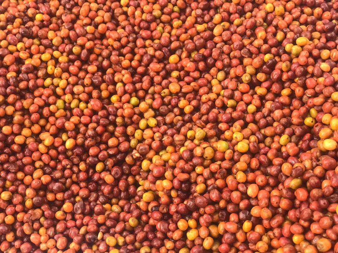 Mundo Novo - Ruanda Ruronzi Farm