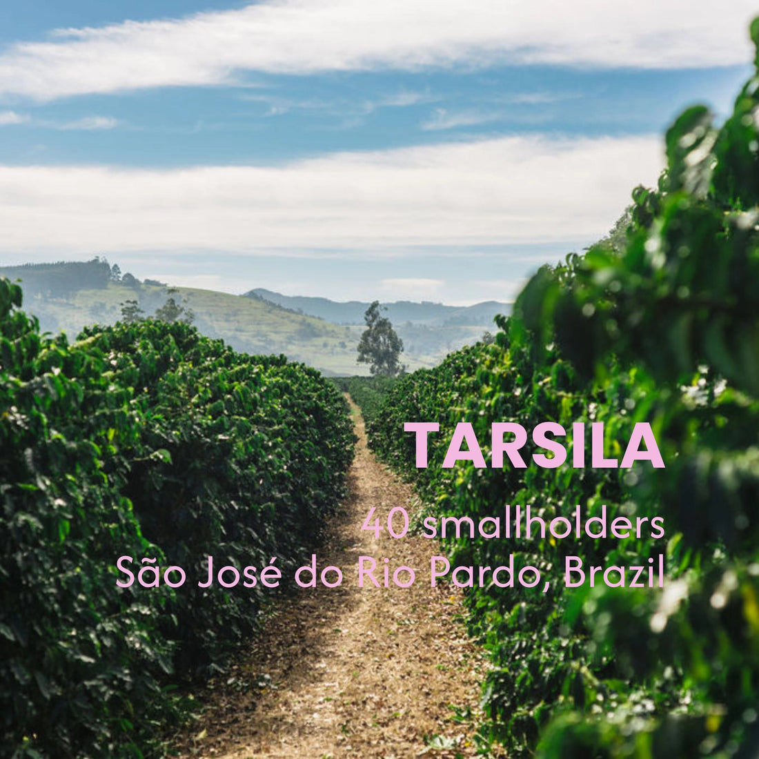 Tarsila, colectivo de productores en São José do Rio Pardo