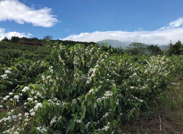 Cafetales de Volcán Azul Estate en el Valle Occidental de Costa Rica
