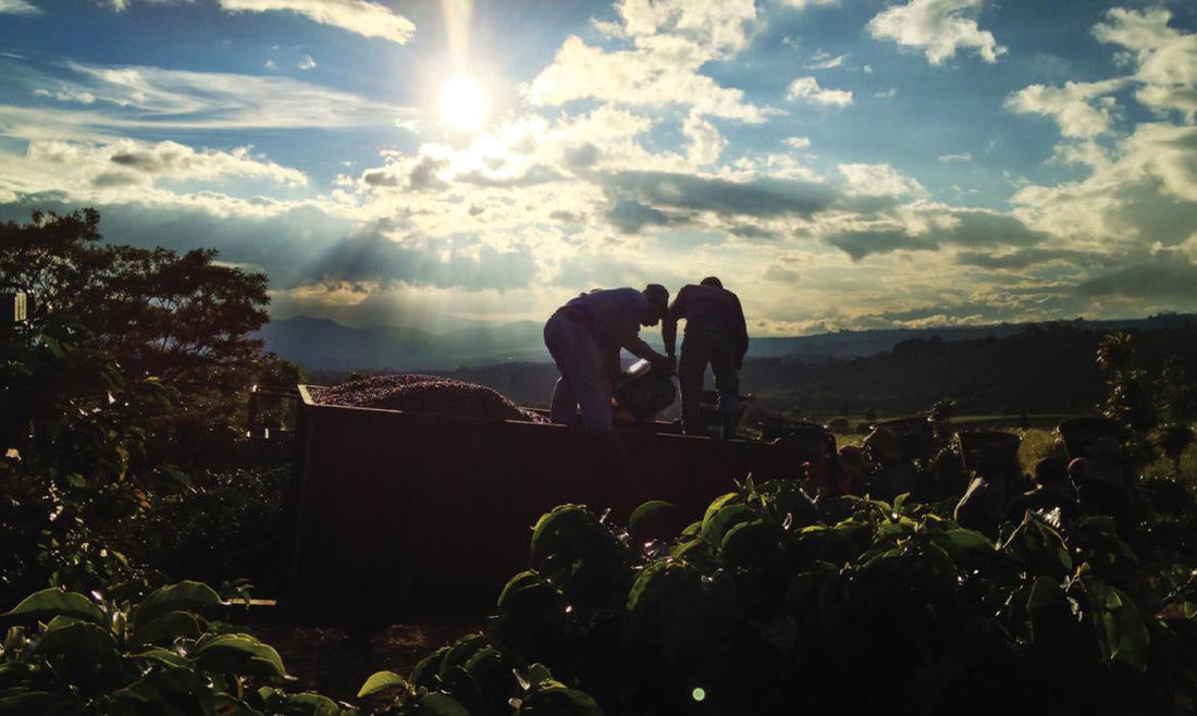 Recolectores de café trabajando en la finca Volcán Azul, Costa Rica