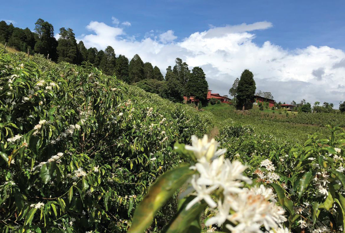 Floración del cafeto en la finca Volcán Azul, Valle Occidental