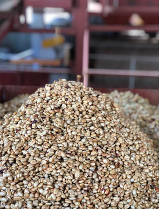 Procesado honey del café Caturra en Volcán Azul Estate