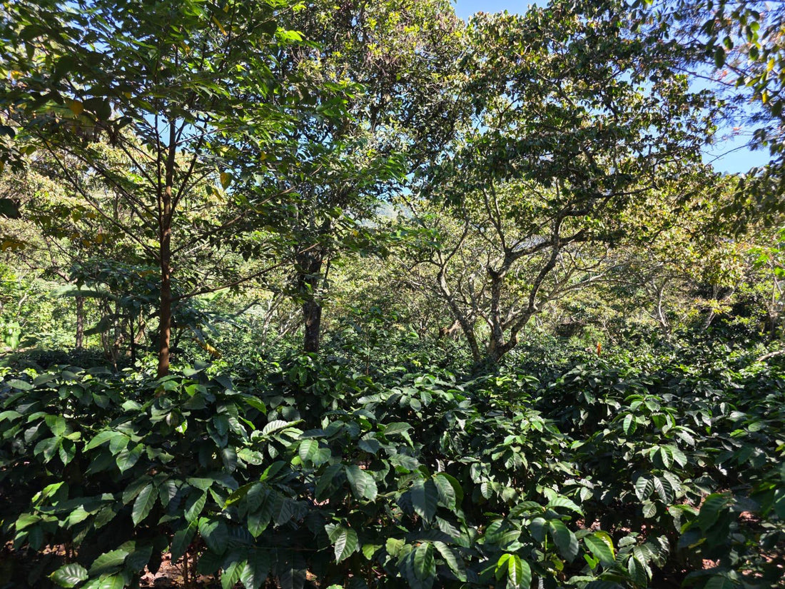 Cerezas de café maduras recolectadas en Finca Relámpago, Ciudad Vieja