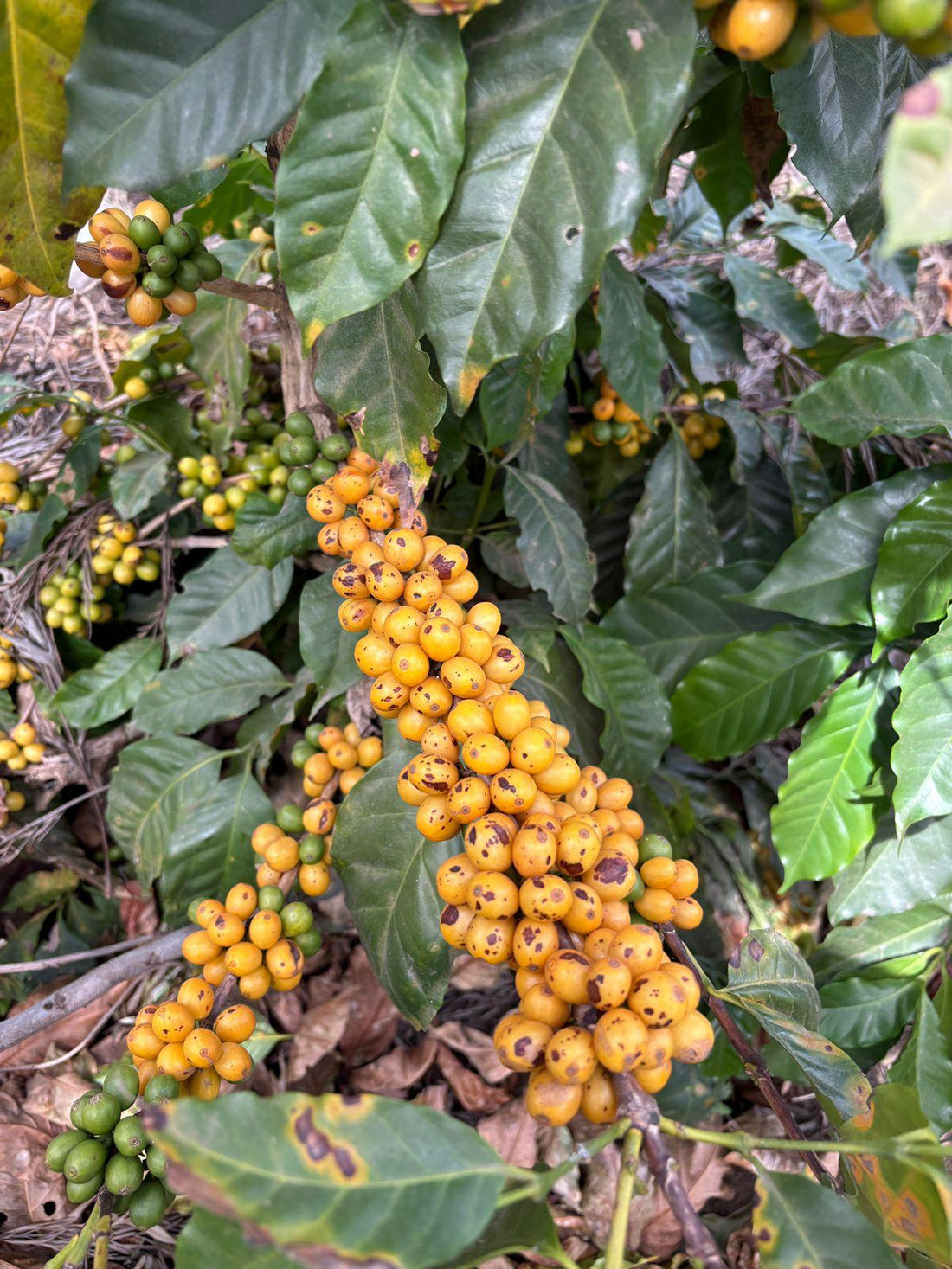 Secado en patio del café de Finca Relámpago en el beneficio La Esperanza