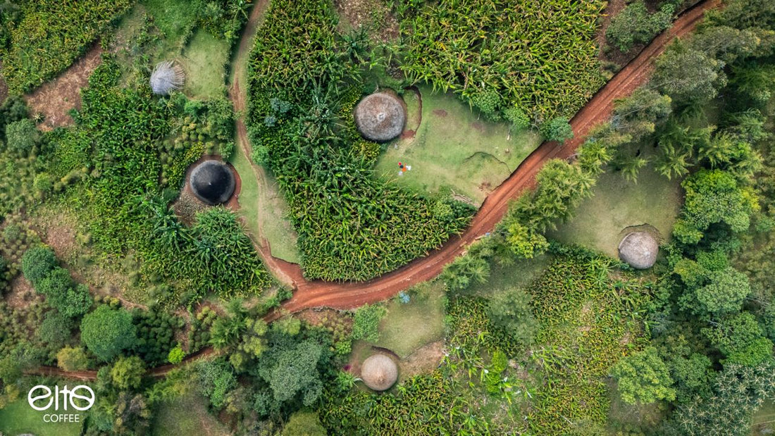 Aldea de Elto y parcelas de café en las tierras altas de Sidama-Bensa, Etiopía