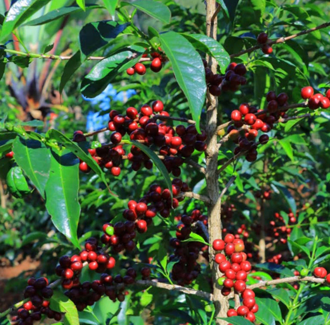 Pequeños agricultores de la zona de Chelchele con sus parcelas de café