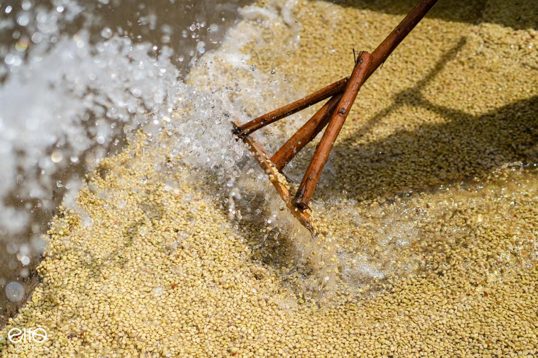 Trabajadores seleccionando cerezas de café maduras sobre camas elevadas en Sidama