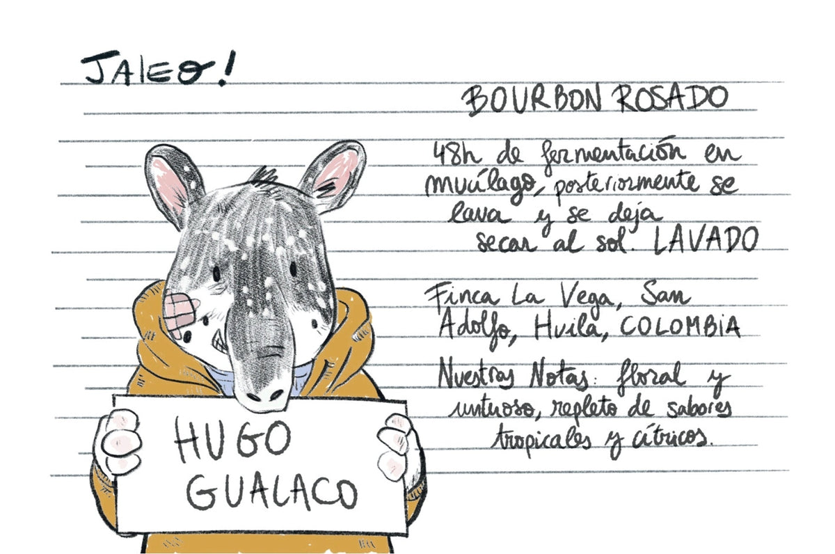Jaleo - Colombia Hugo Gualaco Rosado
